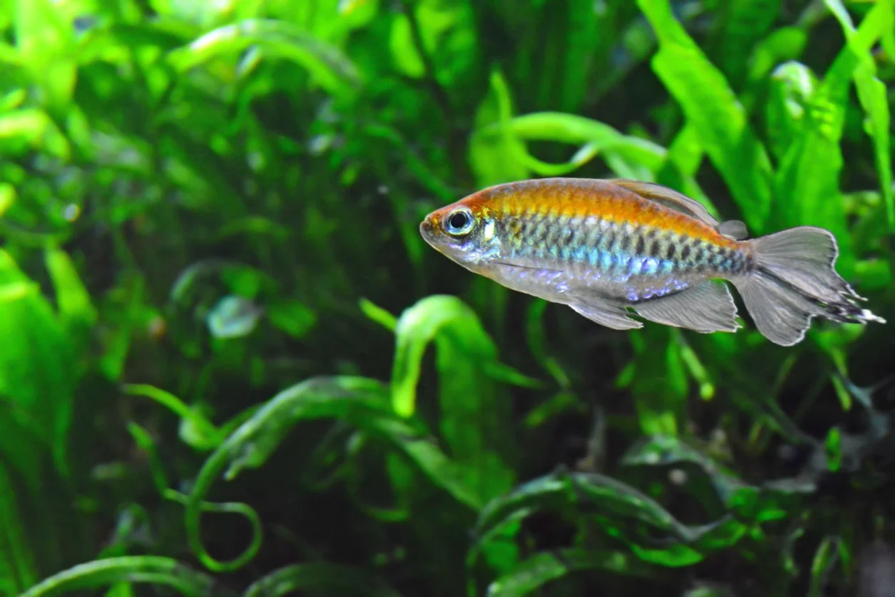 Tetra congo
