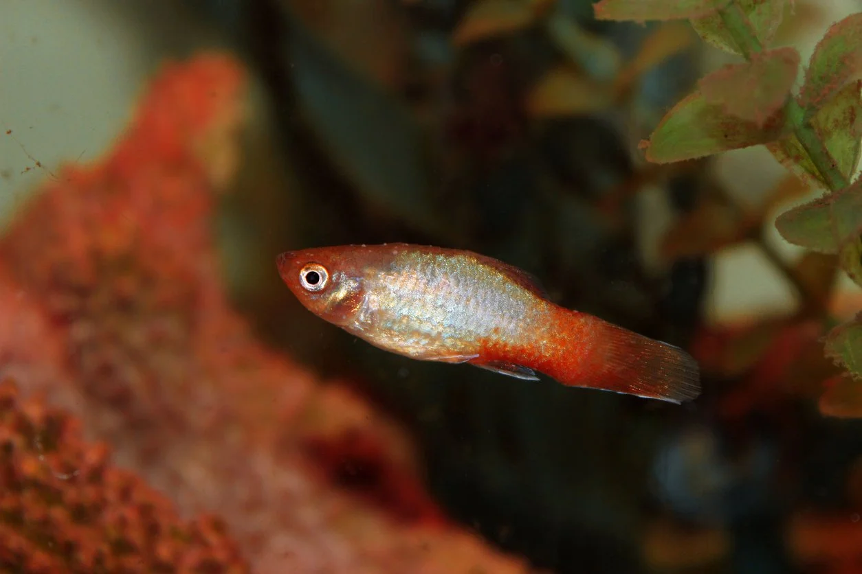 Pez con punto blanco - Ichthyophthirius multifiliis