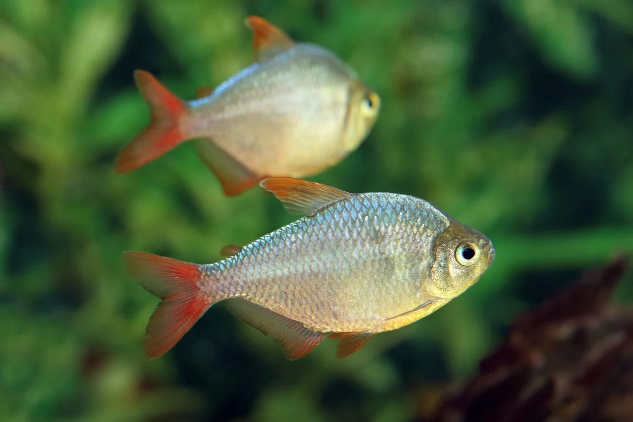 Tetra colombiano