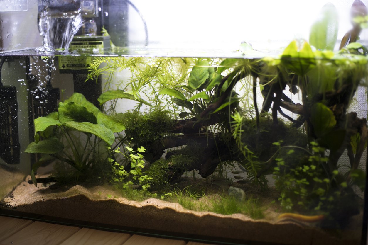 Pecera pequeña rectangular plantada