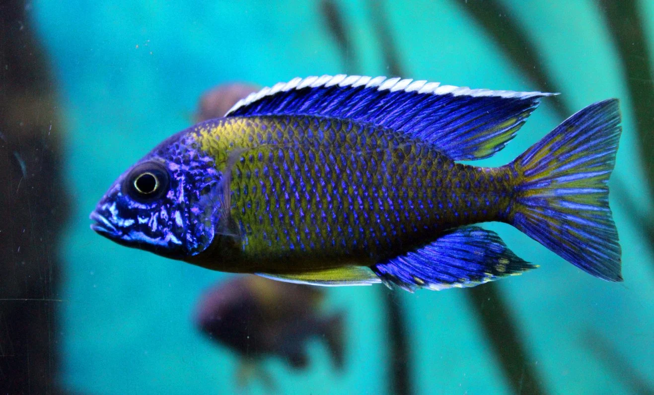 Aulonocara sp.