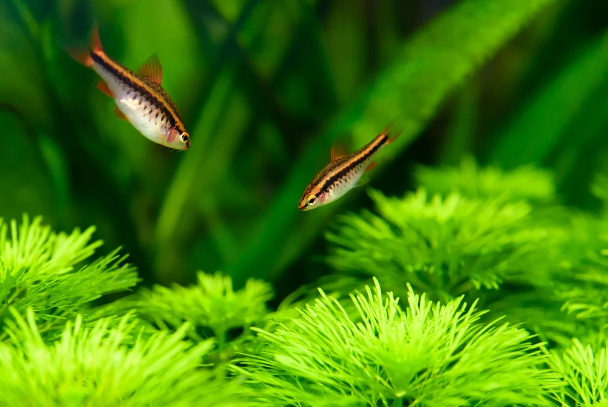 Barbos cereza hembras, compañeras pacíficas para un betta