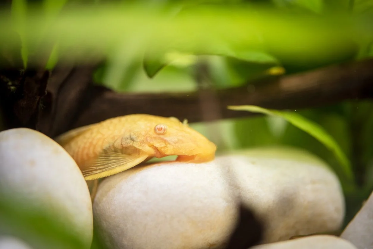 Pleco bristlenose albino