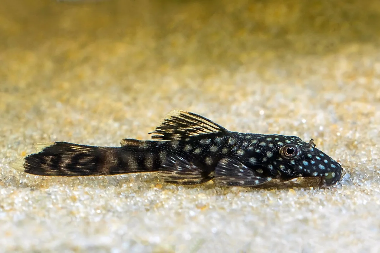 pleco bristlenose