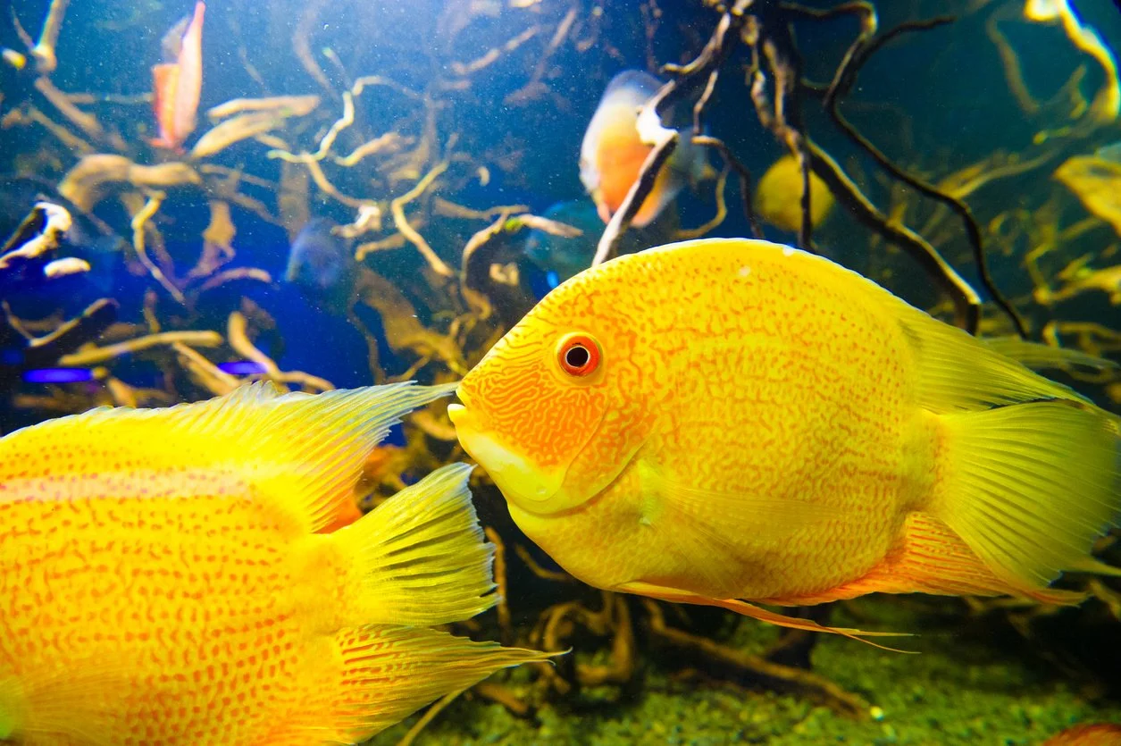 Severum