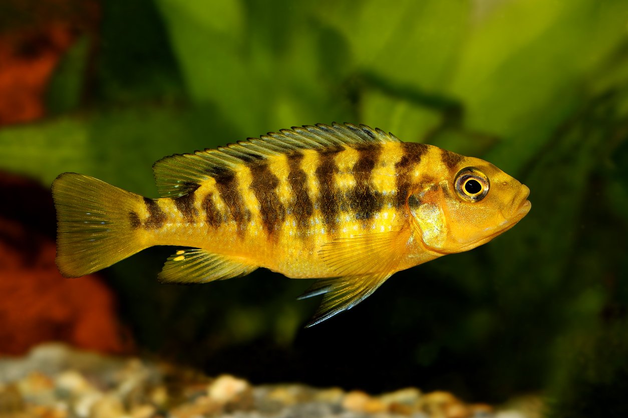 Pseudotropheus crabro