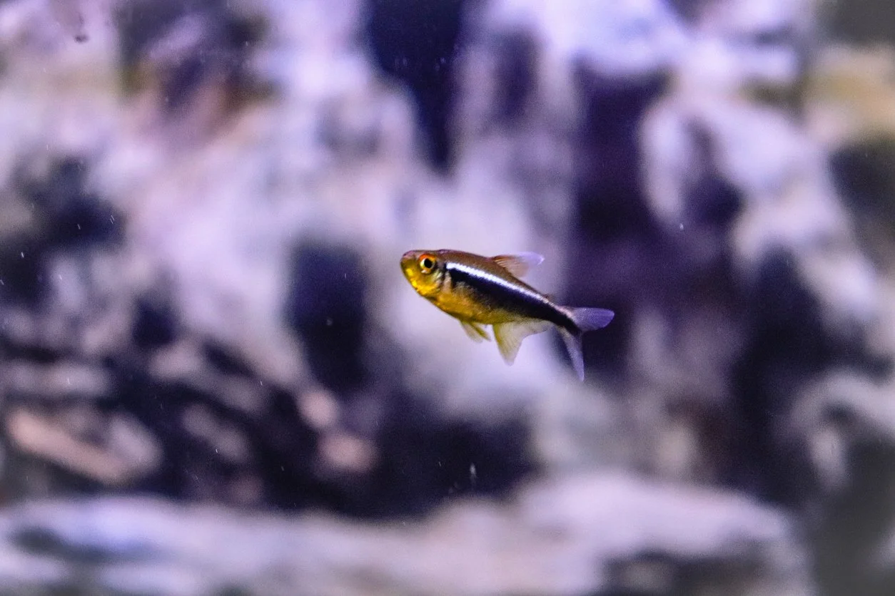 Tetra neón negro