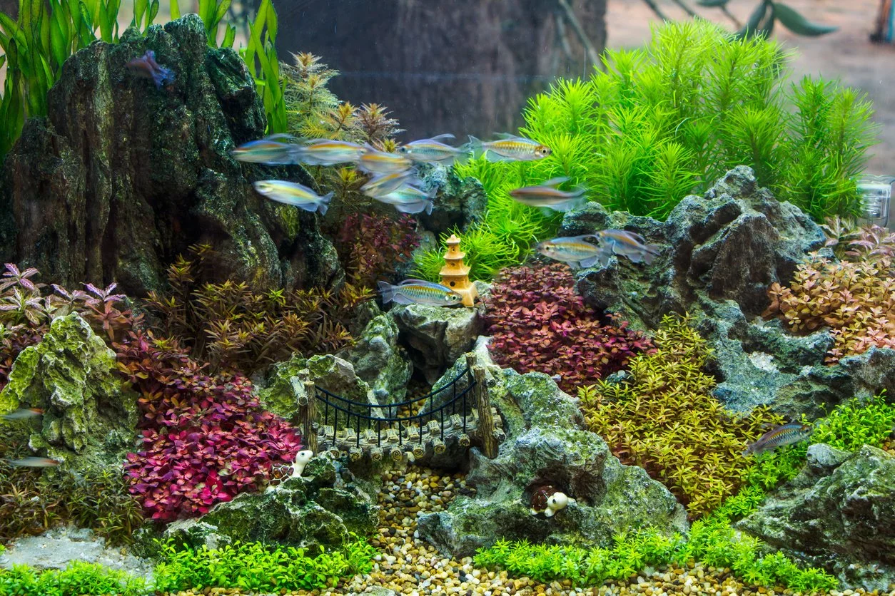 Aquascaping estilo holandes