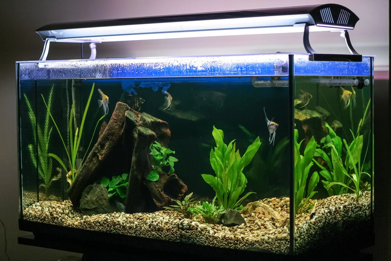 Pecera de peces ángeles