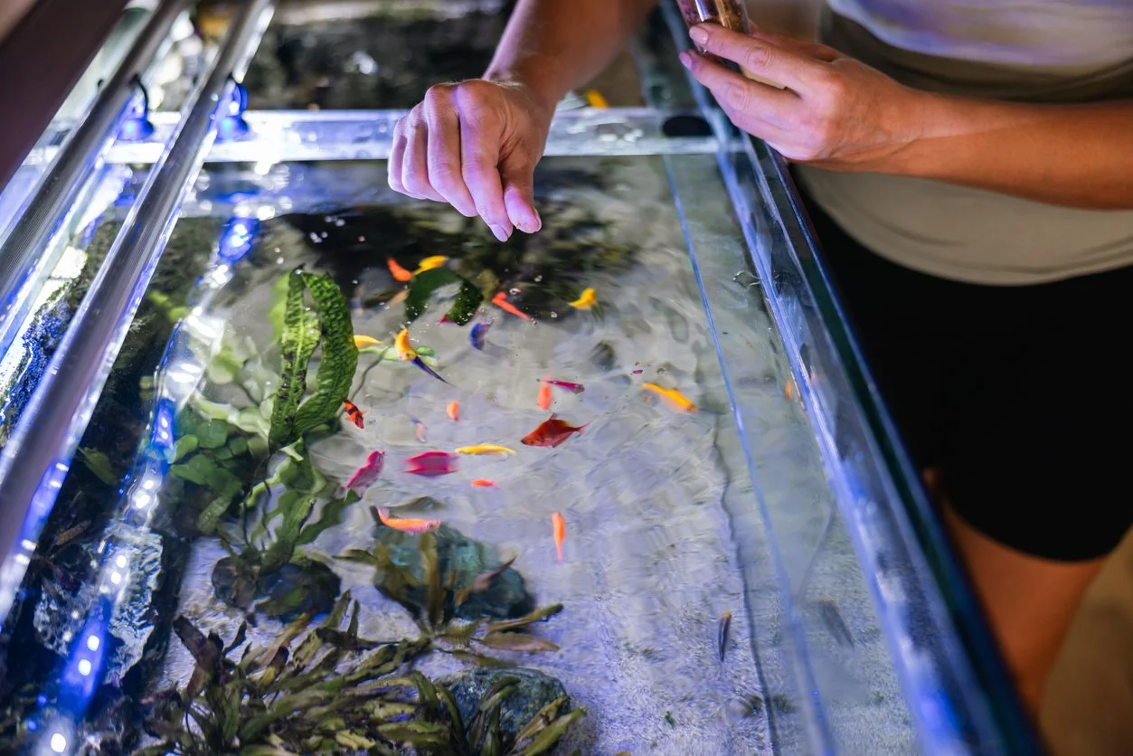 Que tan seguido hay que alimentar a los peces