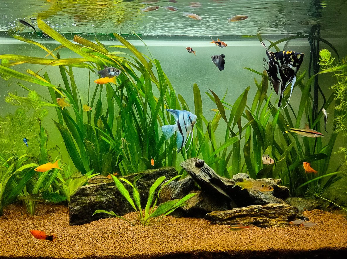 Pecera con peces ángel y platys