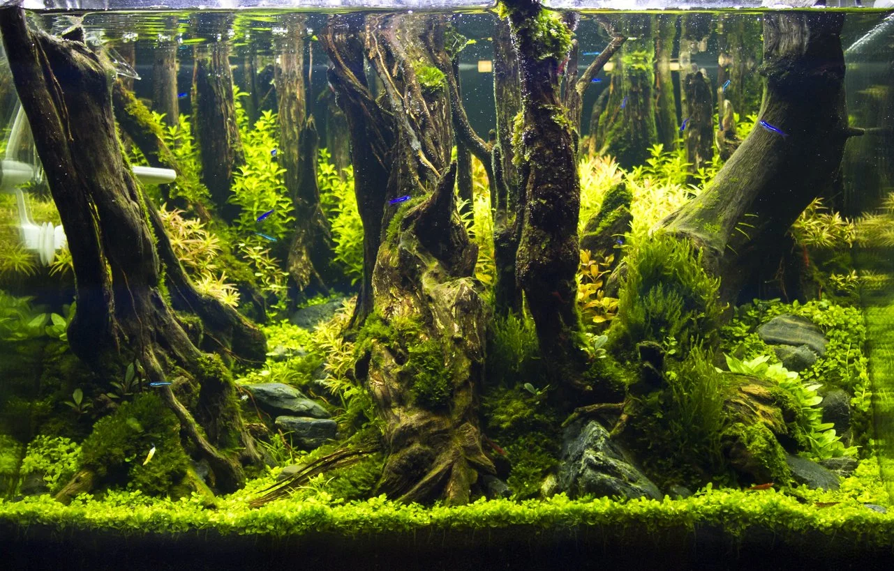 Aquascaping estilo amano