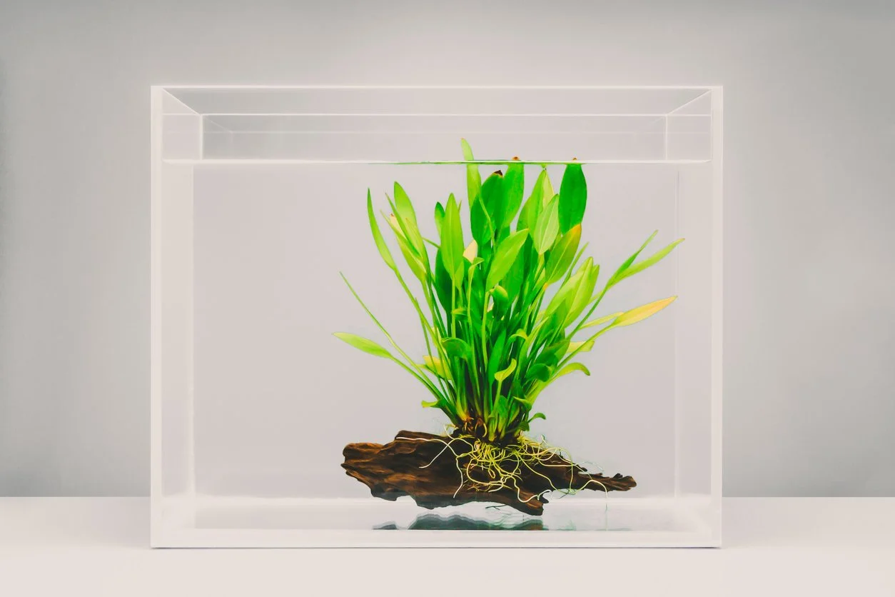 Pegando plantas a troncos para que no floten