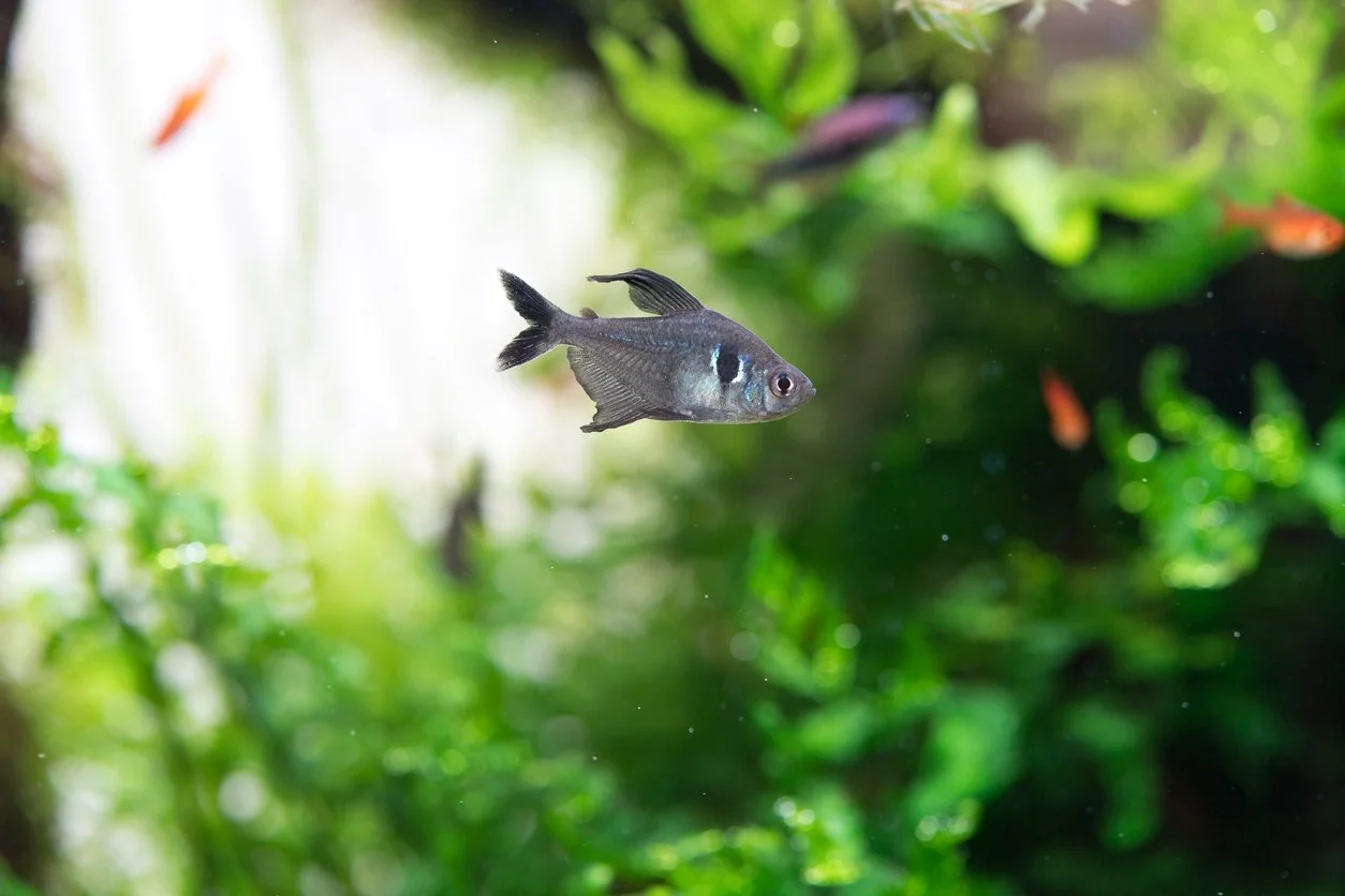 tetra fantasma negro