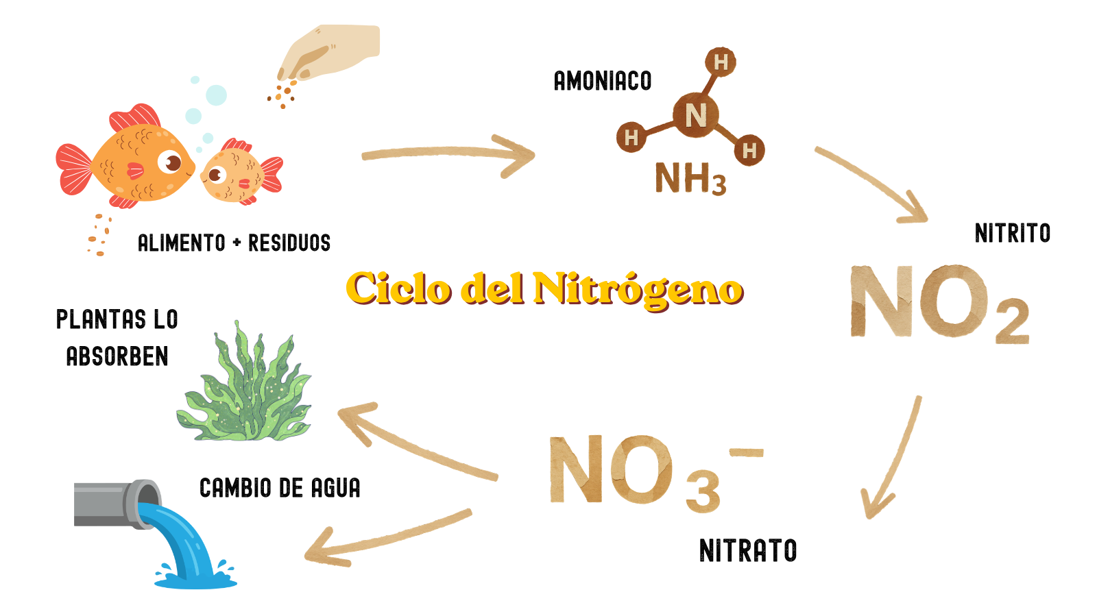 Guía 6 - Cómo ciclar tu pecera