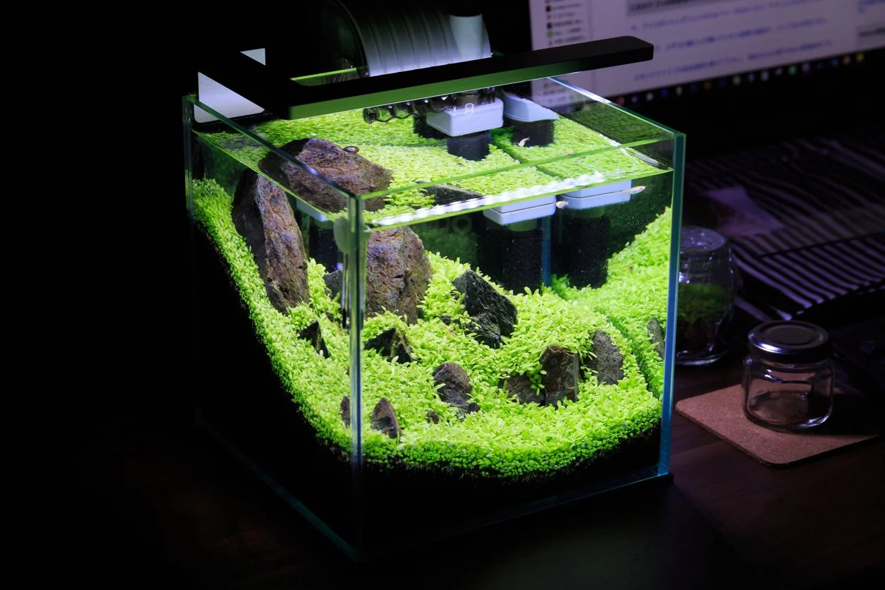 ¿Qué plantas elegir para mi acuario?