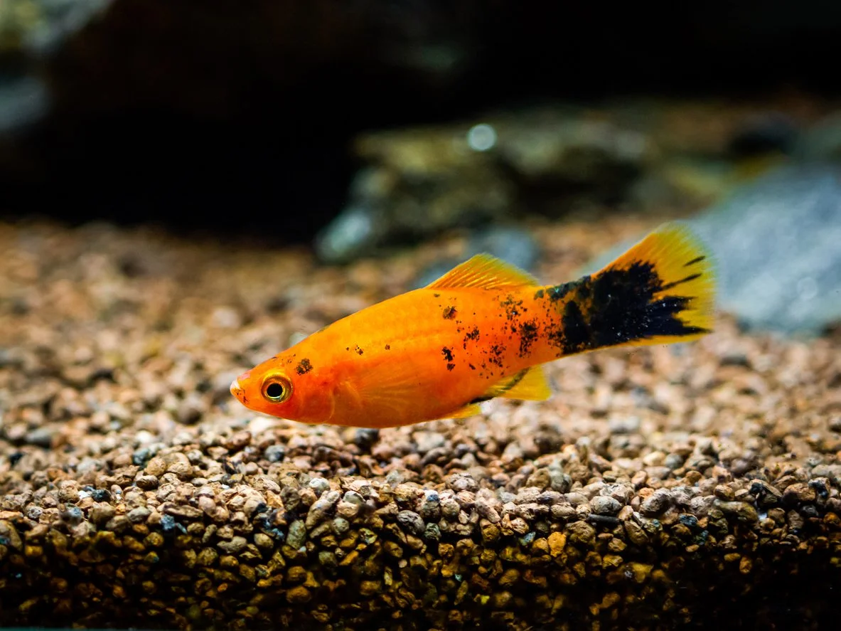 Pez Platy