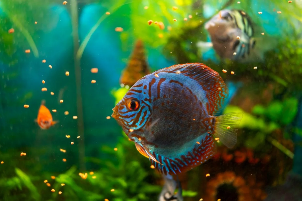 Cómo alimentar a tus peces sin que peleen por comida