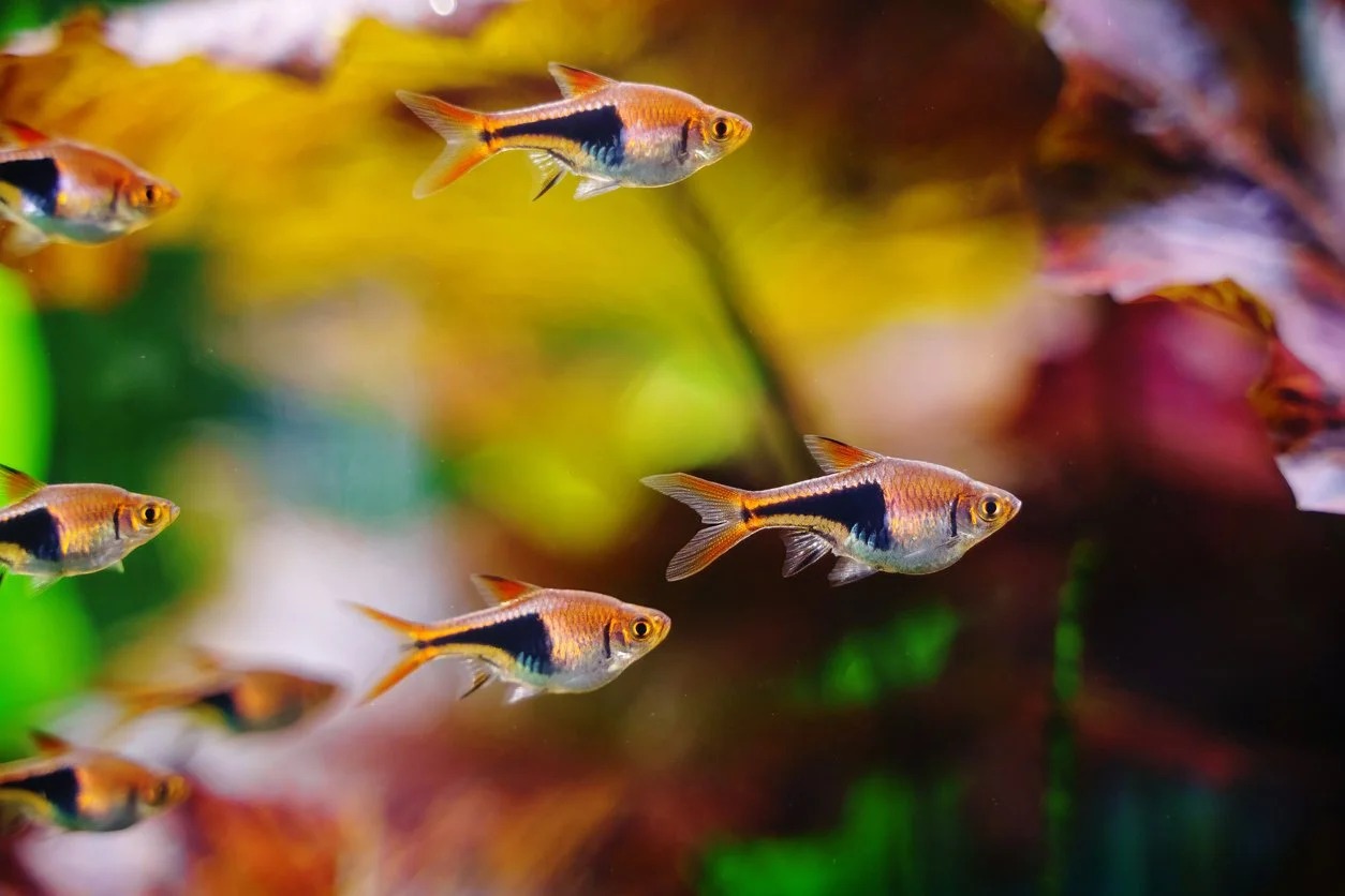Ideas de peces para una pecera de 4o litros