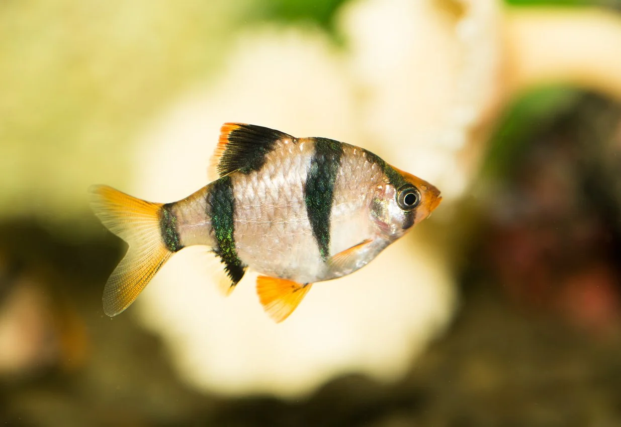 En dónde comprar peces en México
