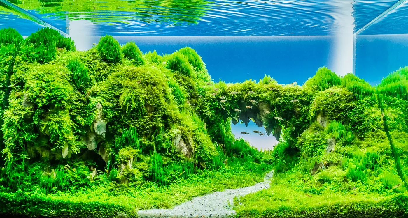 Tipos de peceras plantadas: estilos de aquascaping