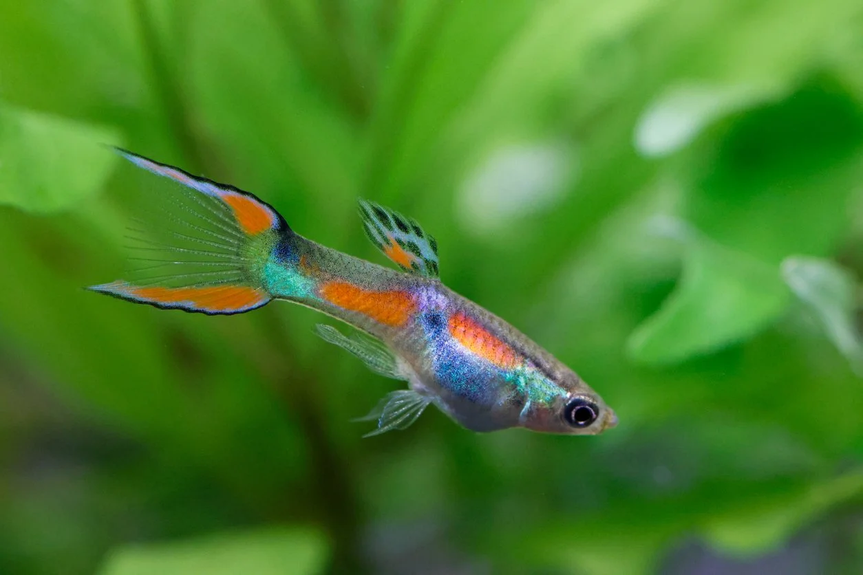 Los mejores Peces para principiantes