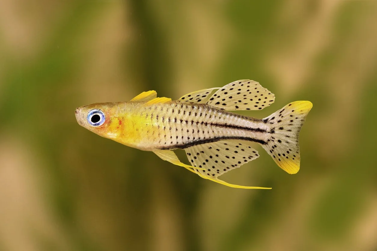 Pez arcoíris threadfin