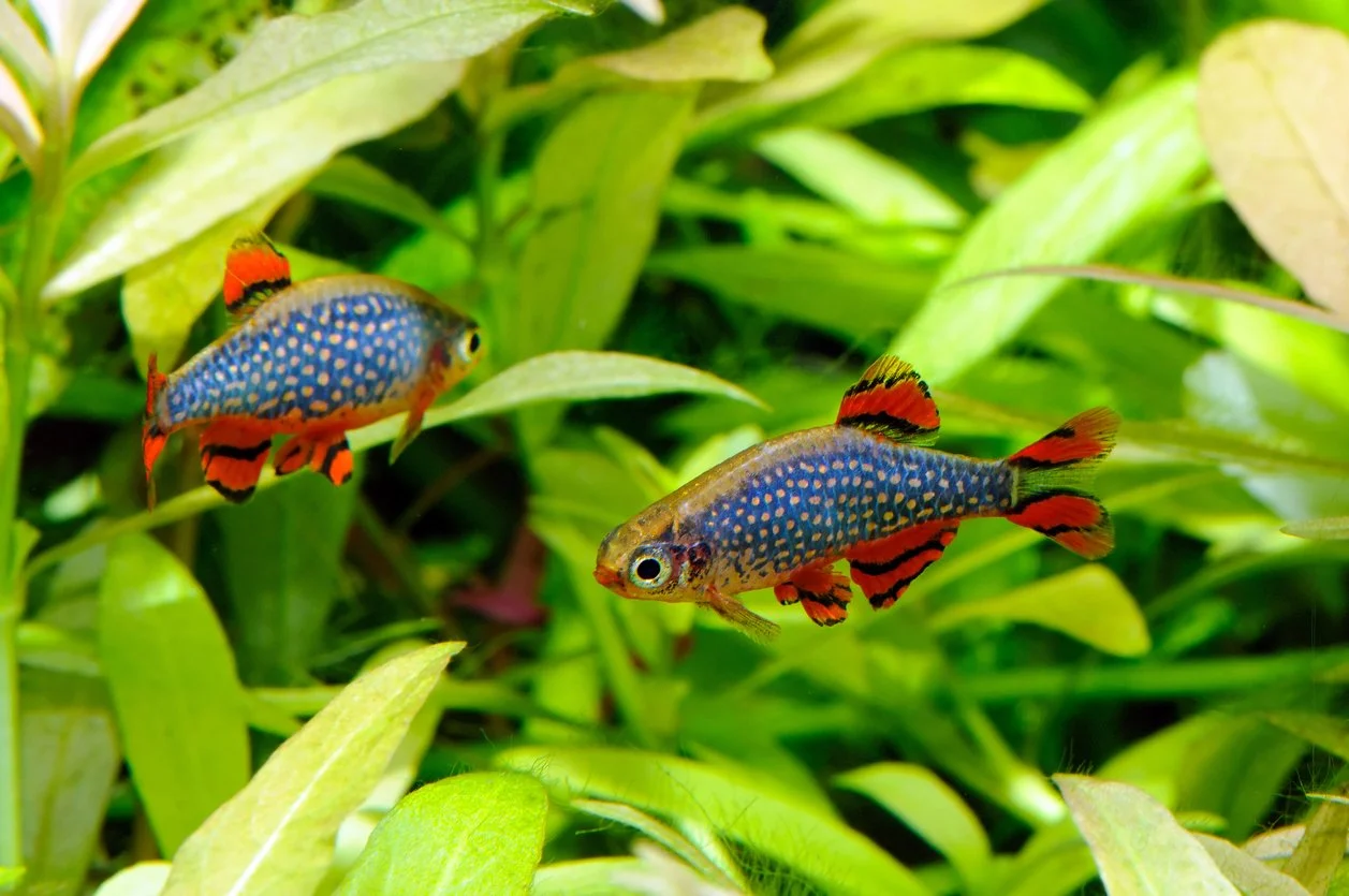 Galaxy rasbora