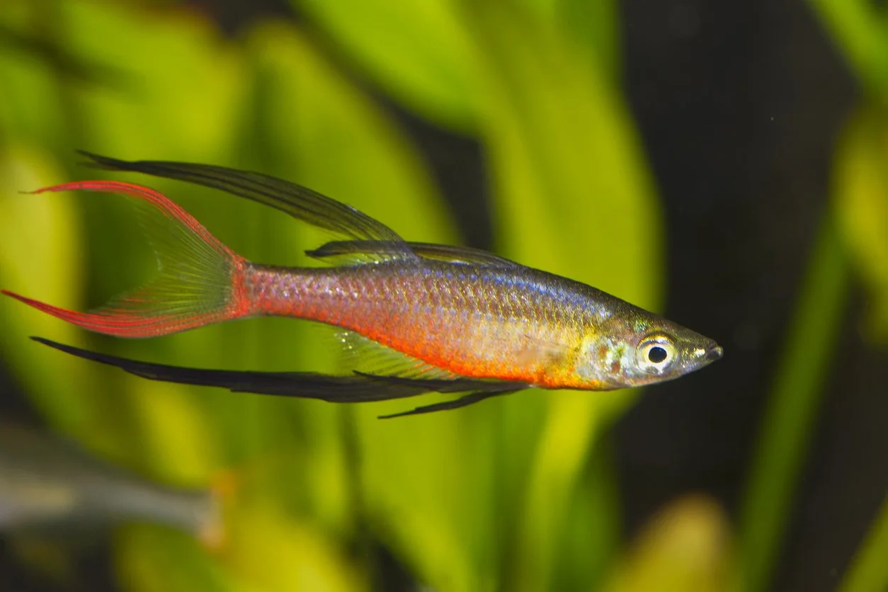 Pez arcoíris threadfin