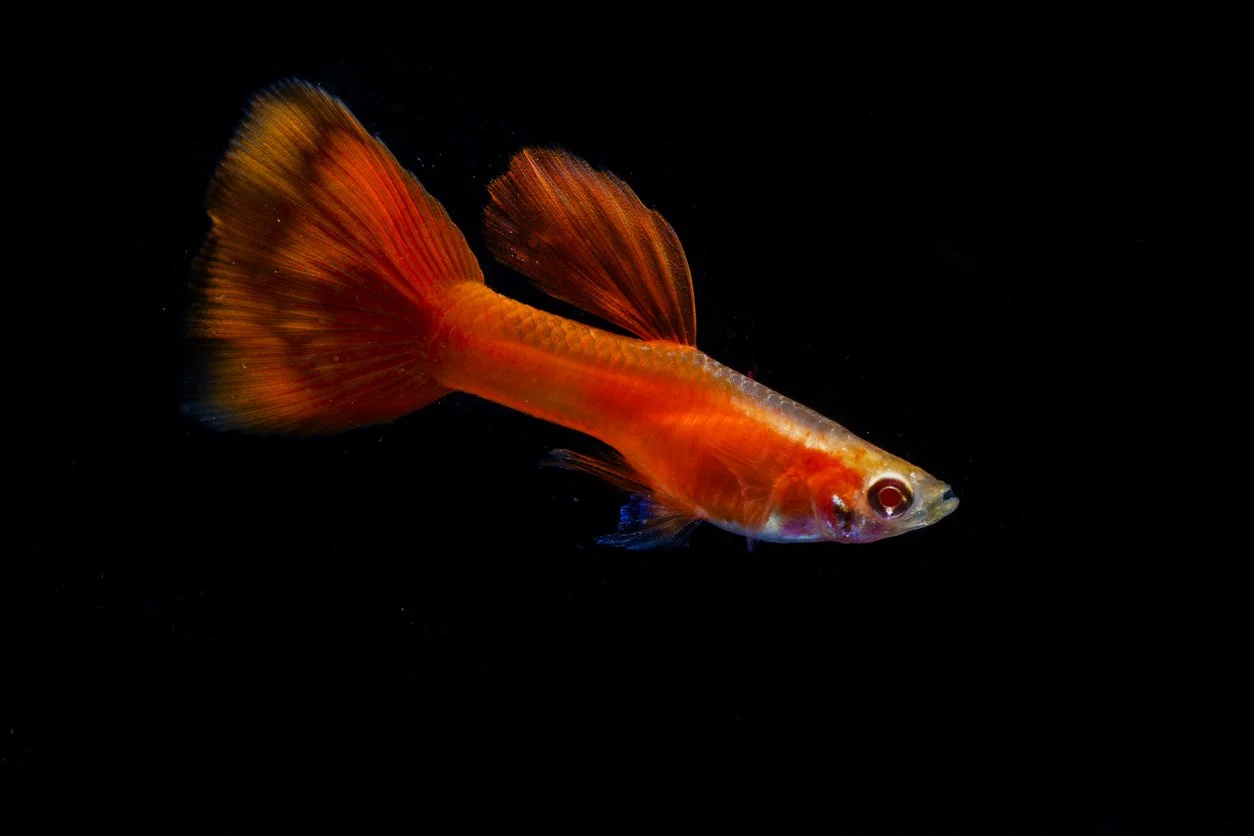 Guppy