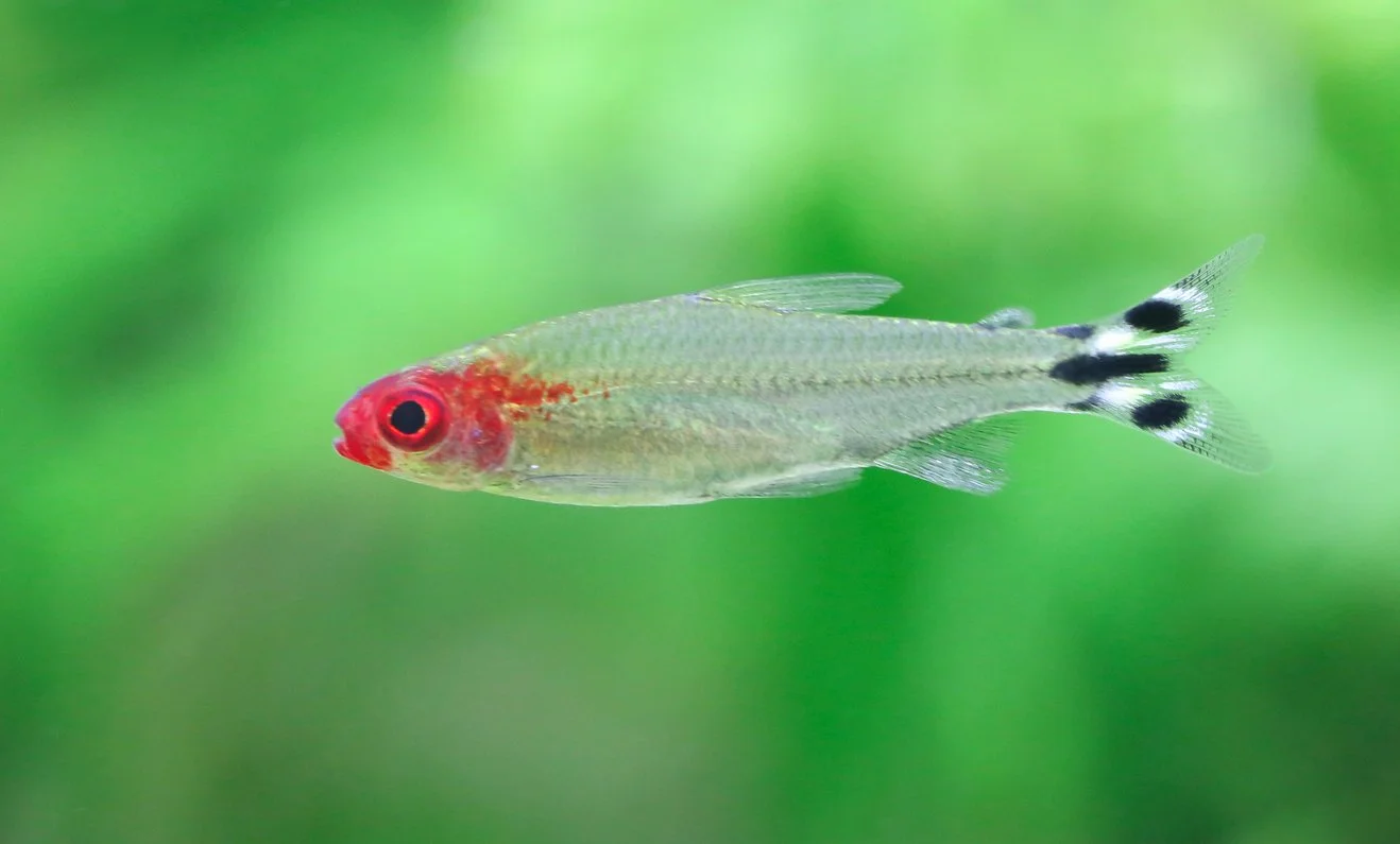 Tetra nariz roja