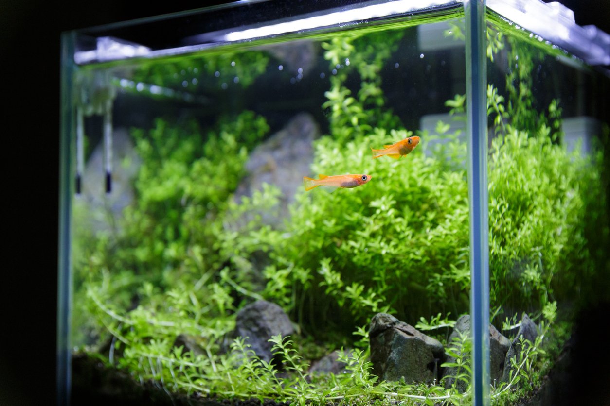 Nano acuario y/o gambario: cómo montar una pecera pequeña