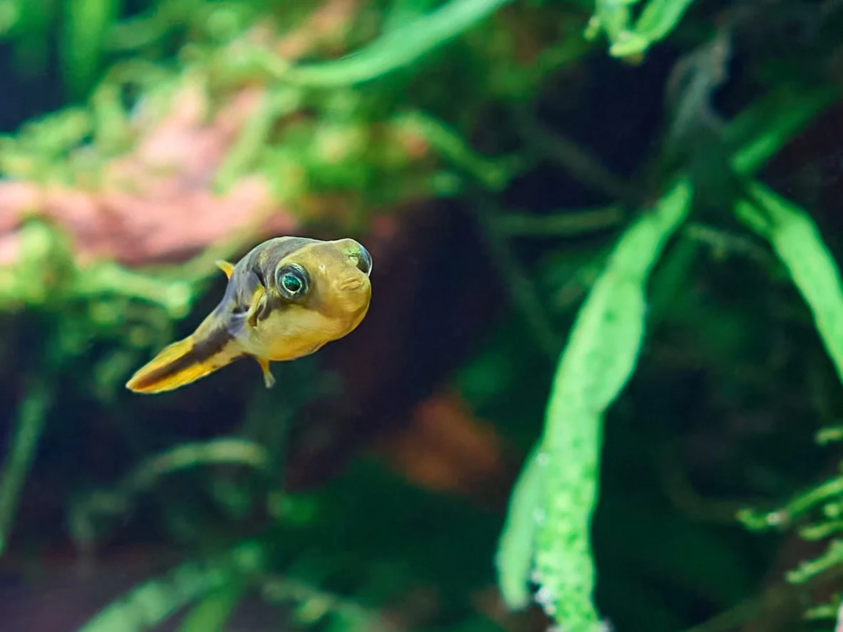 Ideas de peces para una pecera de 75 a 100 litros (20–26 galones)