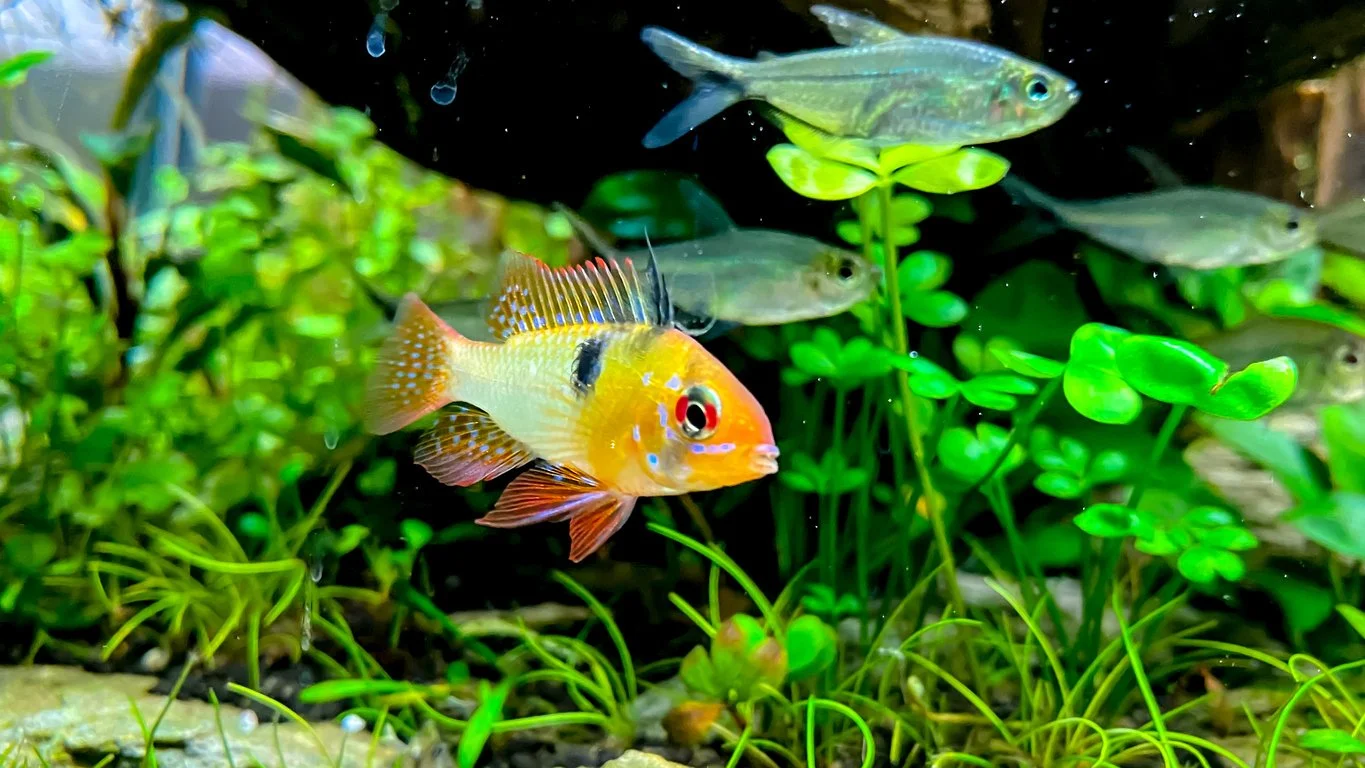 Ideas de peces para una pecera de 110-130 litros / 29-35 galones