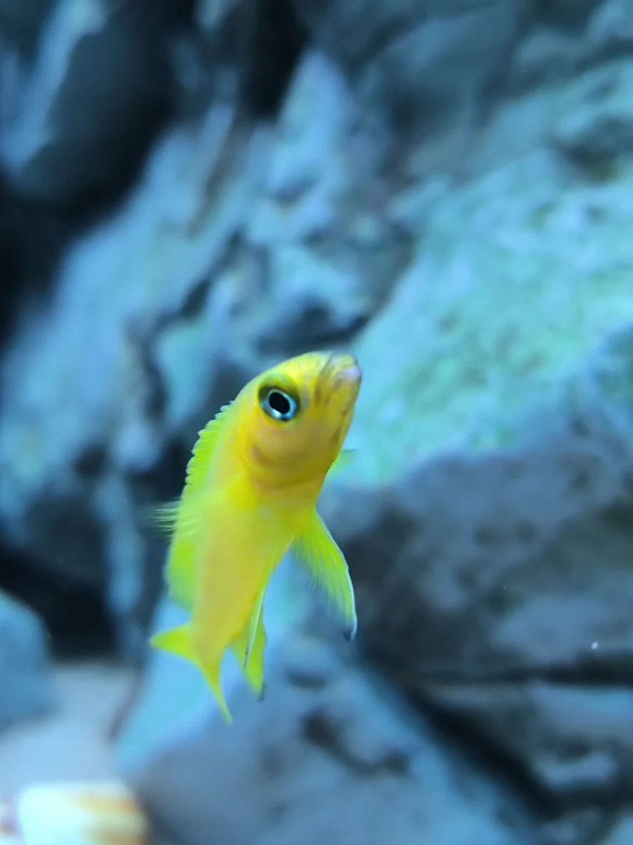 Ideas de peces para una pecera de 150–190 litros / 40–50 galones