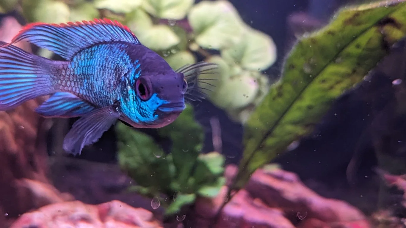 Ideas de peces para una pecera de 210–265 litros / 55–70 galones