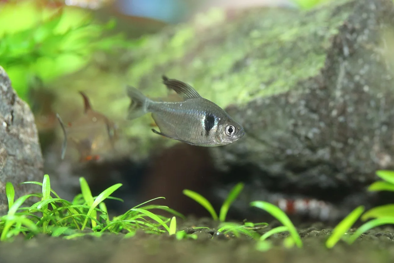 Tetra fantasma negro