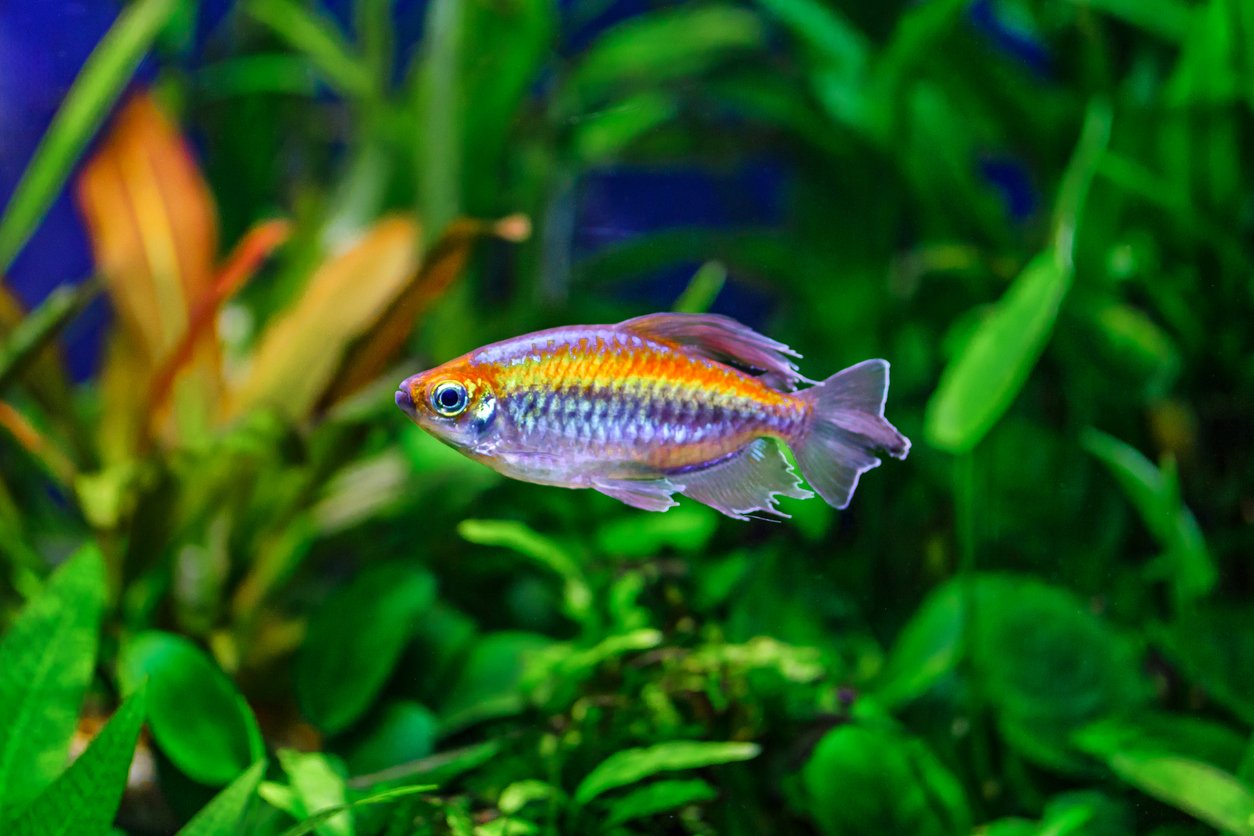 Tetra congo