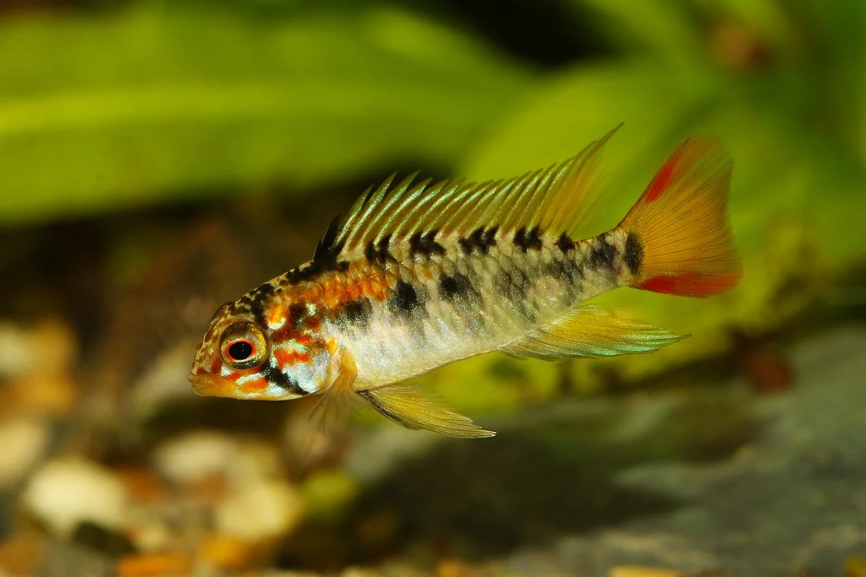 Apisto