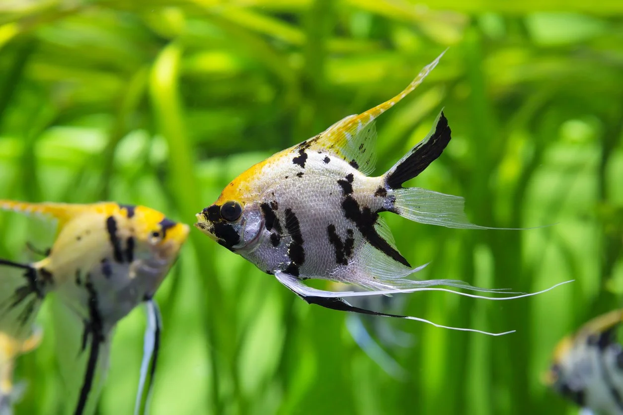 Qué peces pueden vivir con un ángel — guía de compañeros
