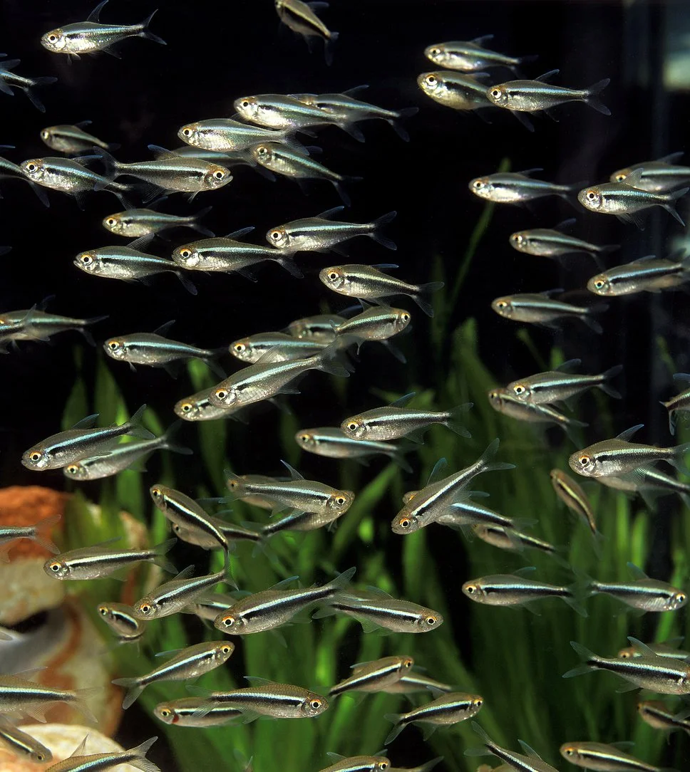 Tetras neón negros