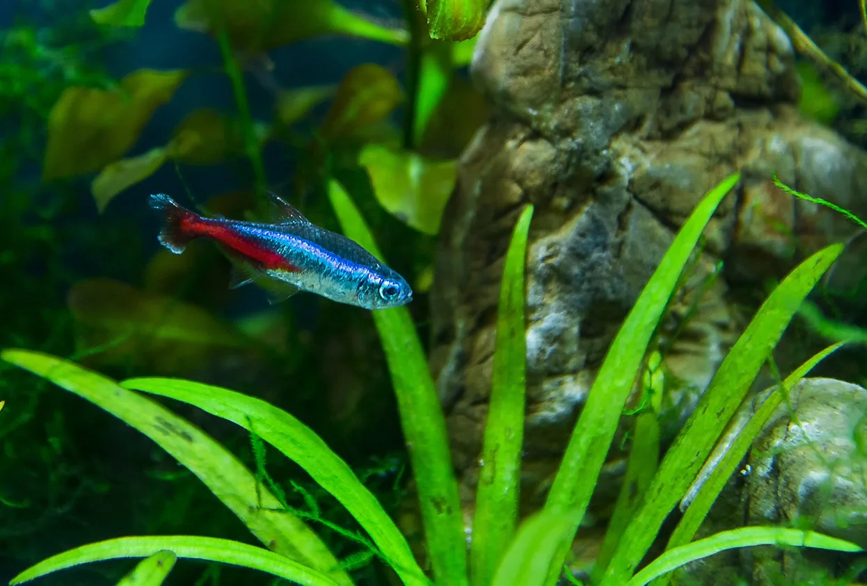 Tetra neón azul