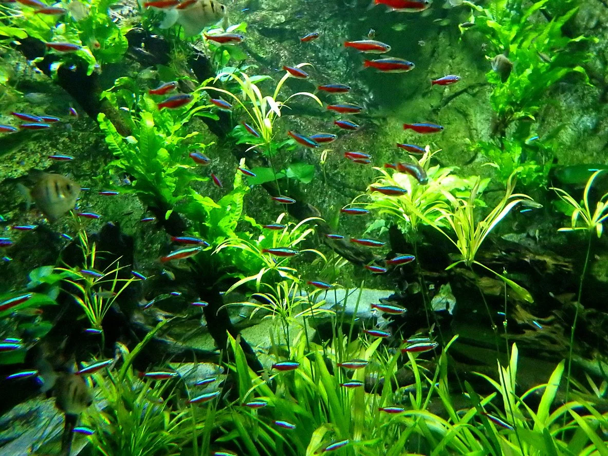 Tetras cardinales y neones verdes