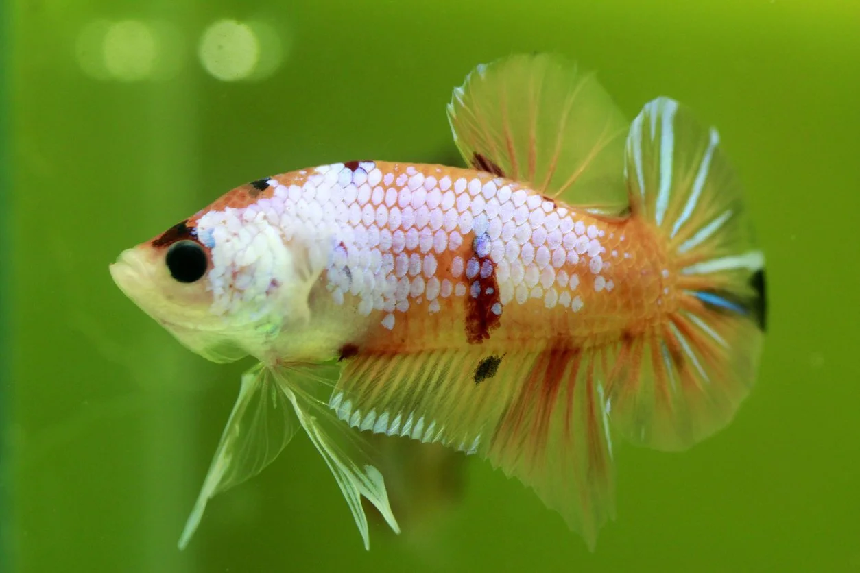 Qué peces pueden vivir con un betta — guía de compañeros