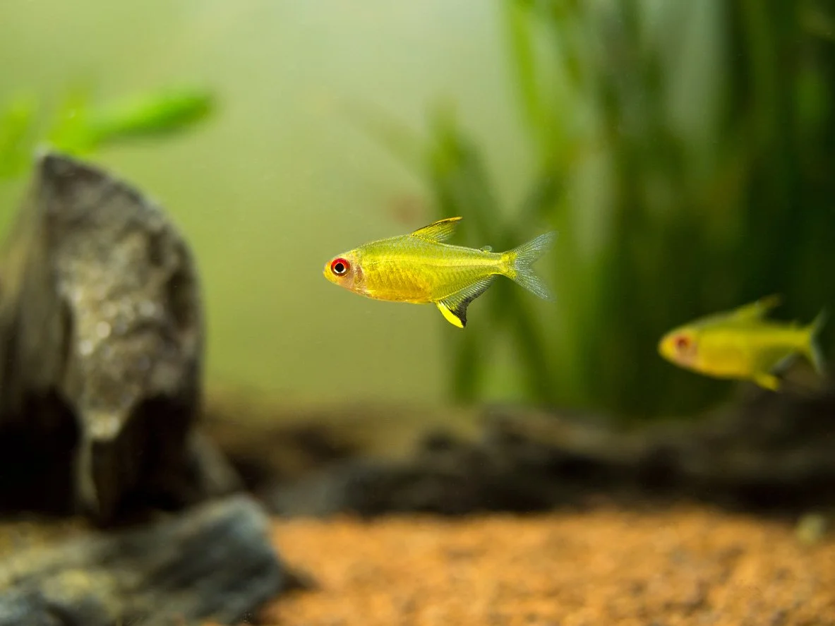 Tetra limón