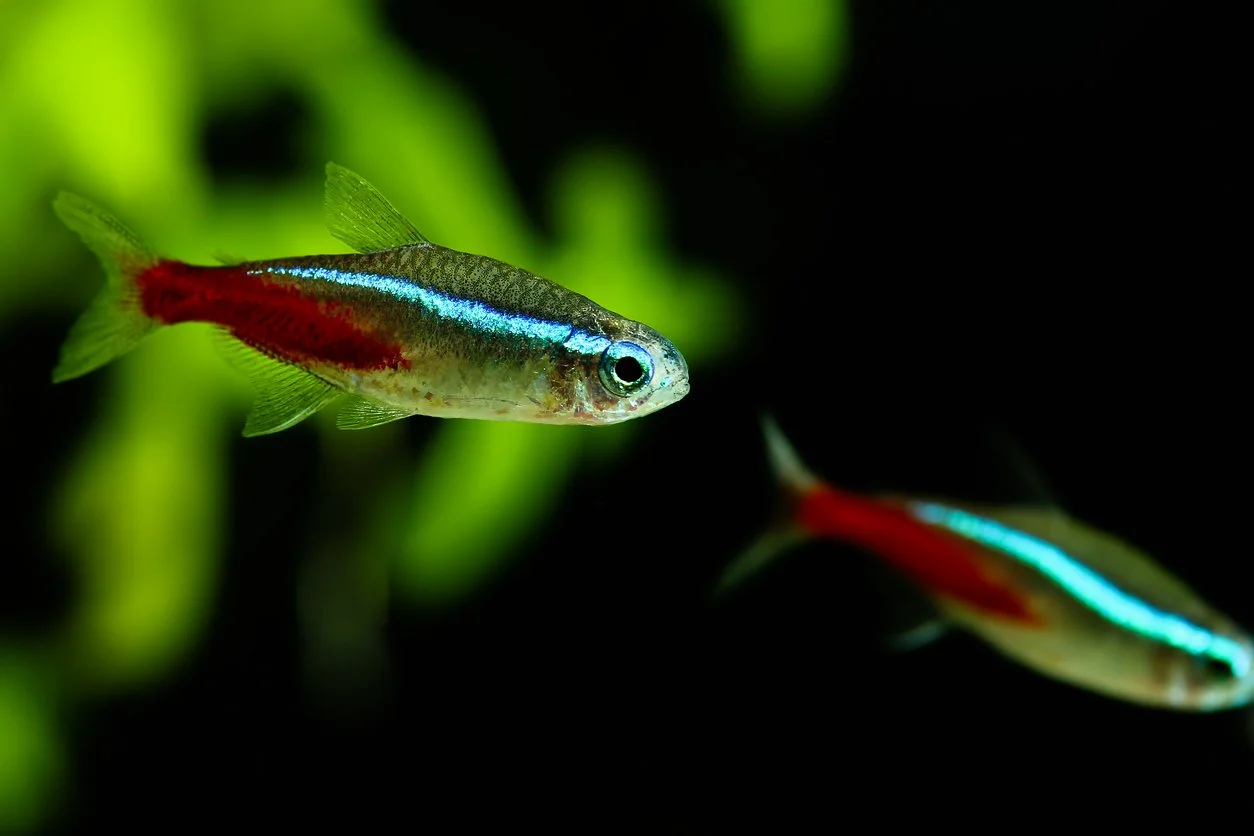 Tetra neón