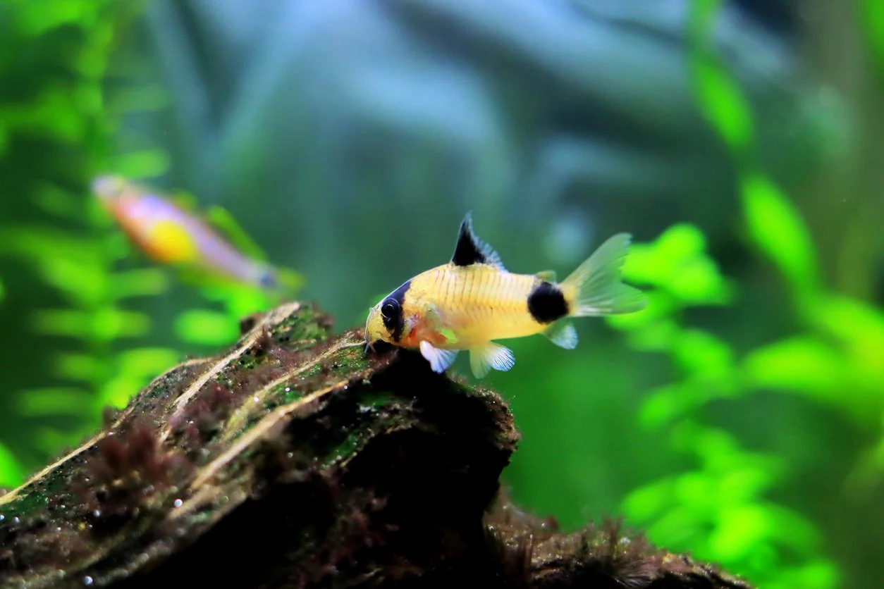 Corydoras