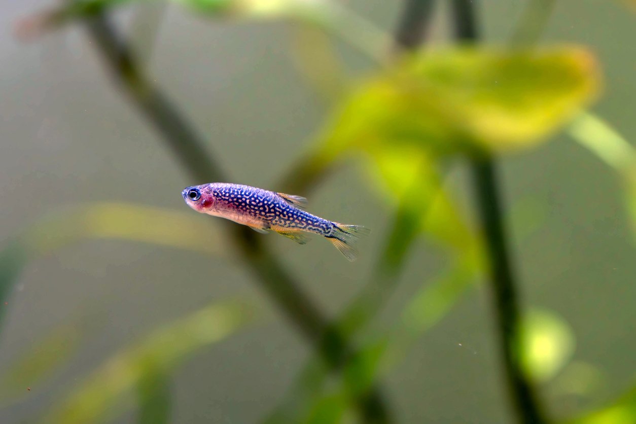Rasbora galaxy