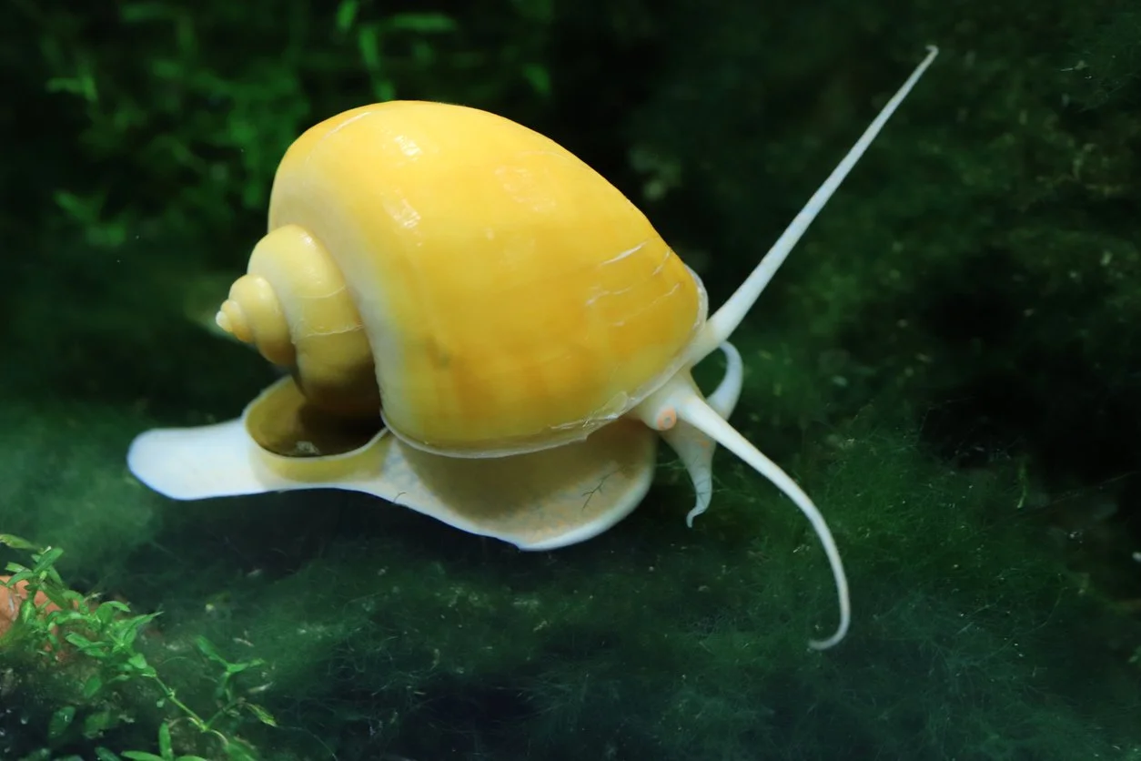 Caracol manzana