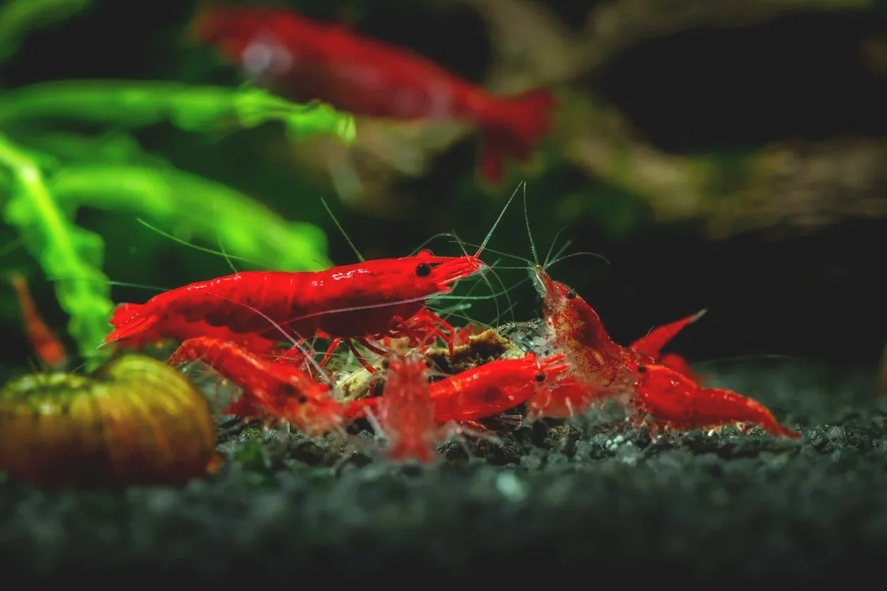 Qué peces pueden vivir con gambas — guía de compañeros